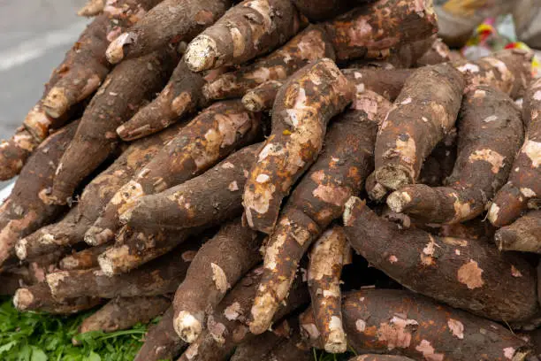 Cassava