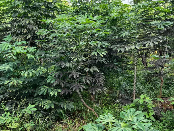 Cassava Farm