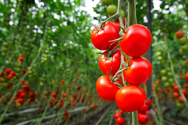 Tomato Harvest