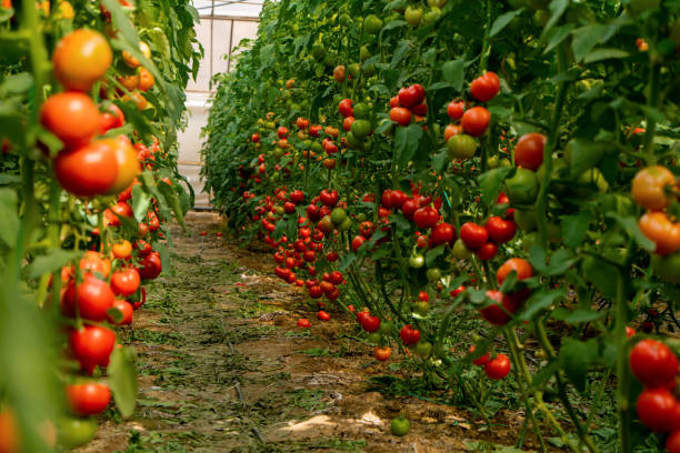 Dexmyagro.xyz / Dexmy Agro Ventures Limited Tomato Harvest – Lagos Farm