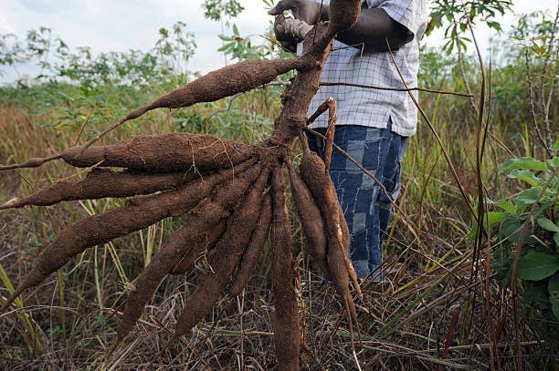 Top Cassava Farming Tips for a High Yield Harvest in 2025